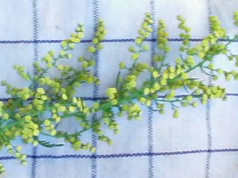 Artemisia annua