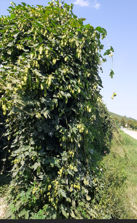 hops