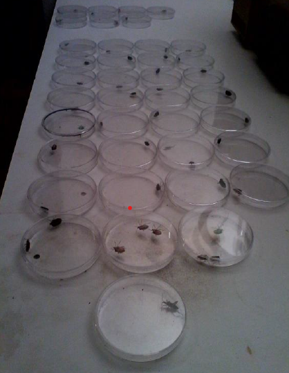 Bedbugs in petri dishes